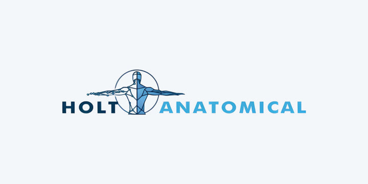 Why Hands-On Anatomy Learning Still Matters in the Digital Age