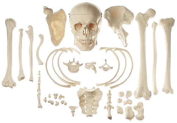 Bones and Bone Sets Models