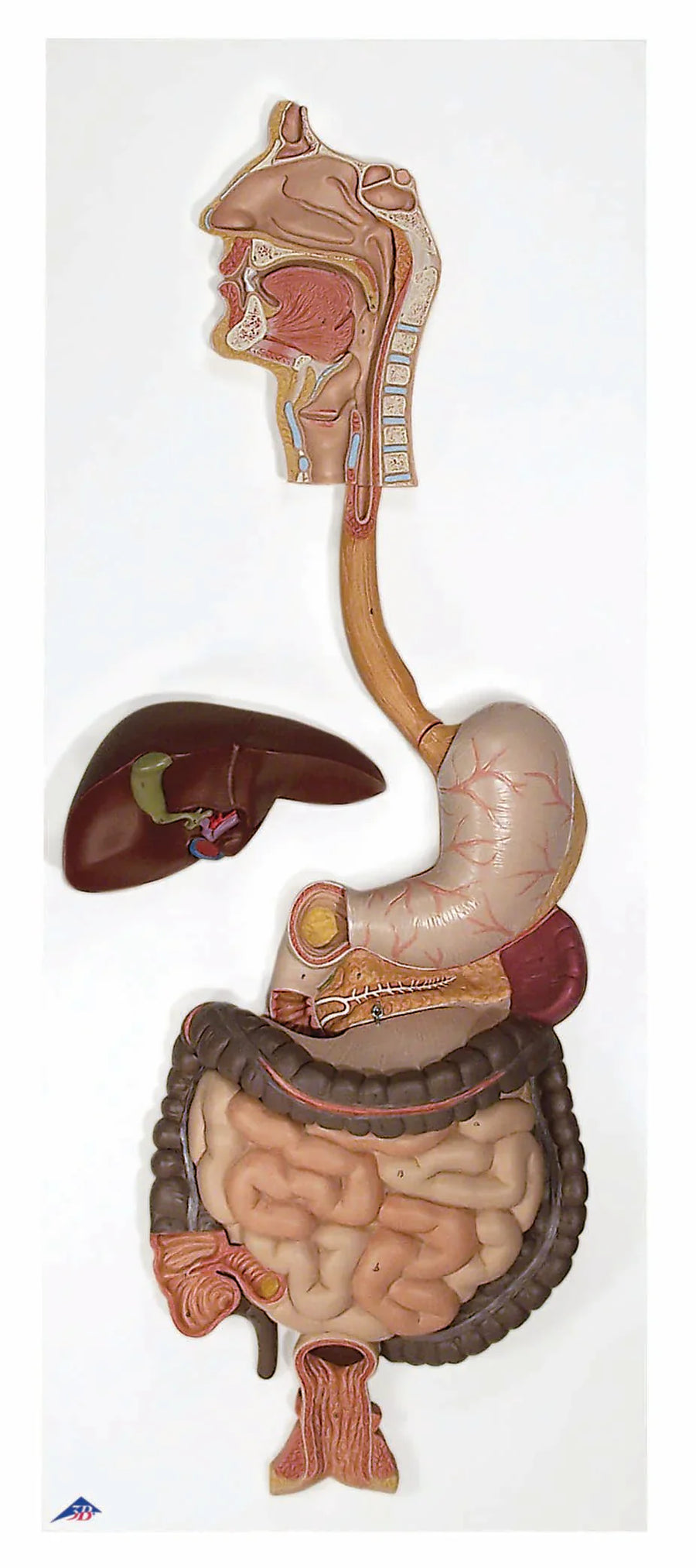 Digestive System Models