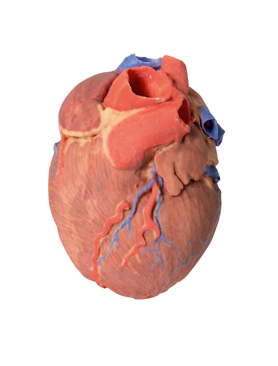 Heart and Circulatory Models
