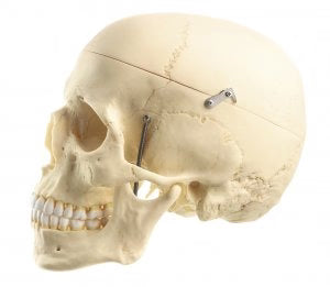 Human Skull Models