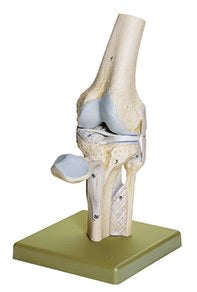Joint and Ligament Models