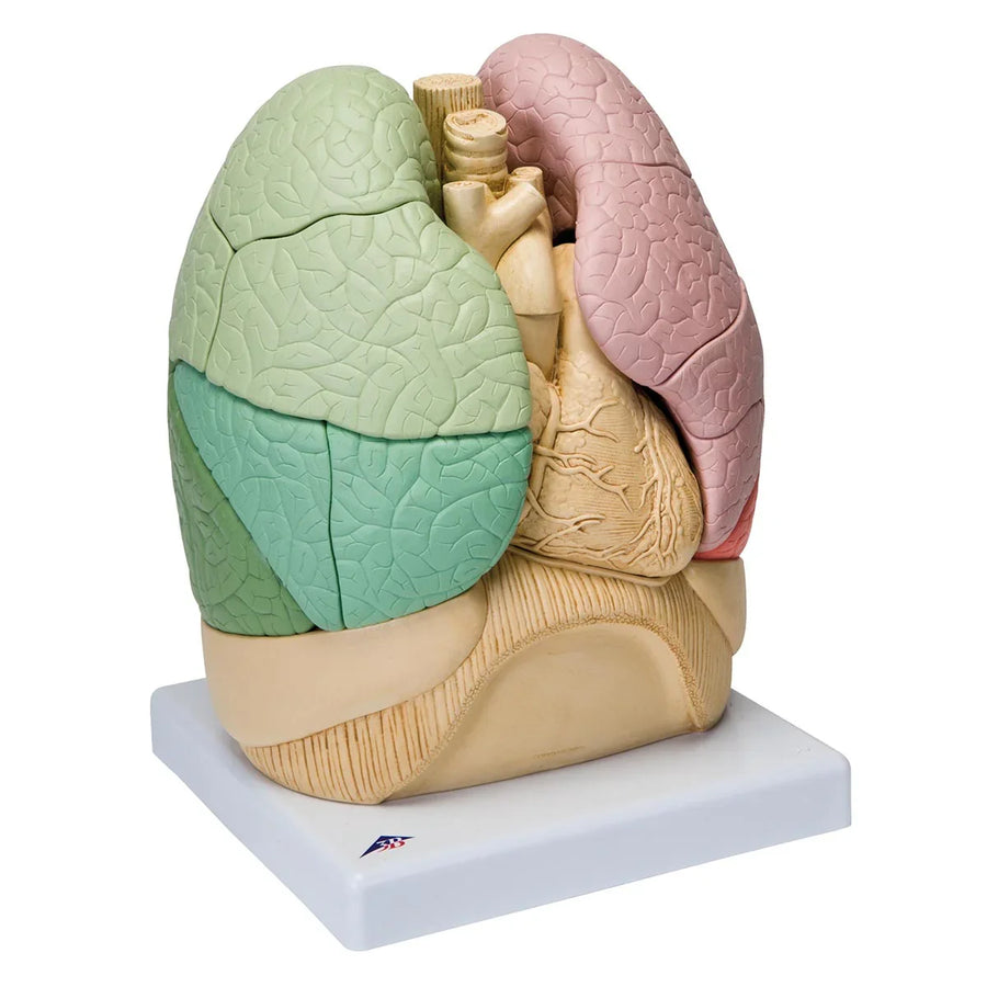 Lung and Respiratory Models