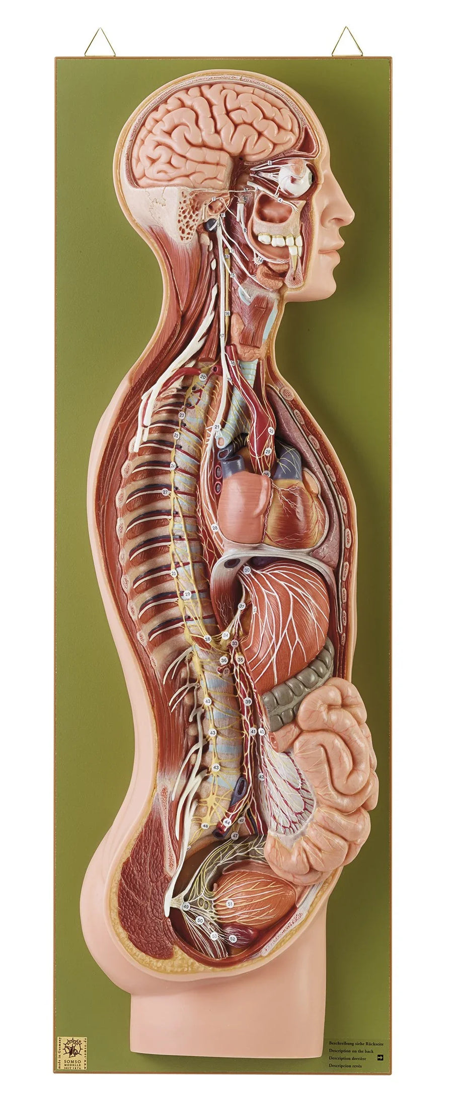 Nervous System Models