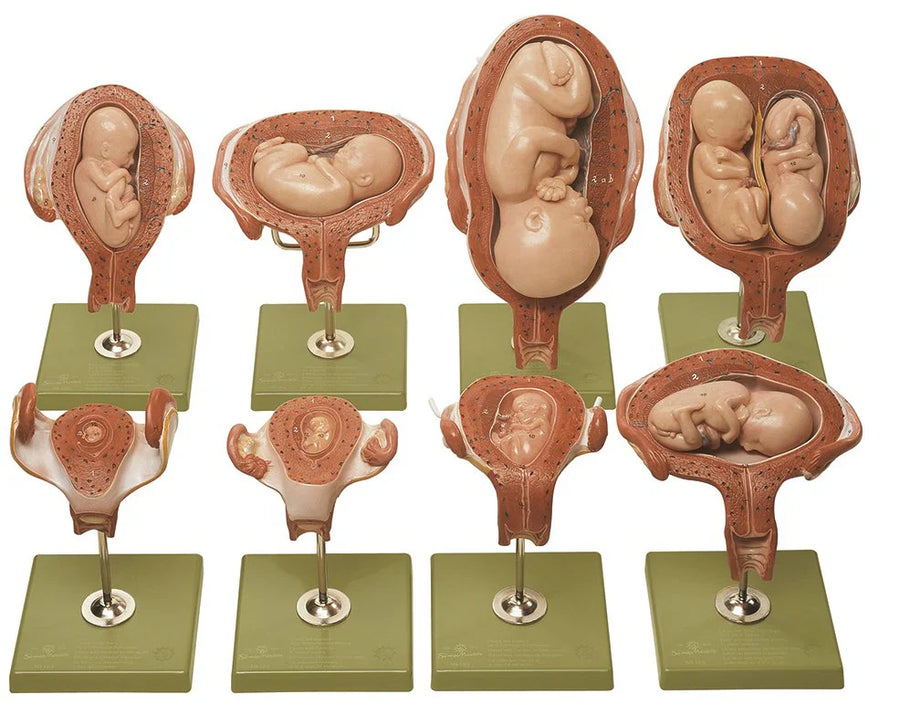 Pregnancy and Fetal Development Models