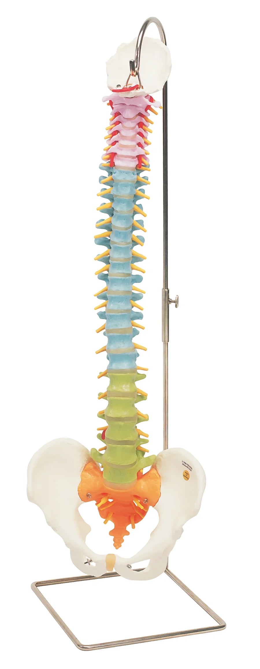 Spine and Vertebrae Models