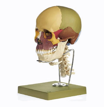 SOMSO Human Anatomy Models