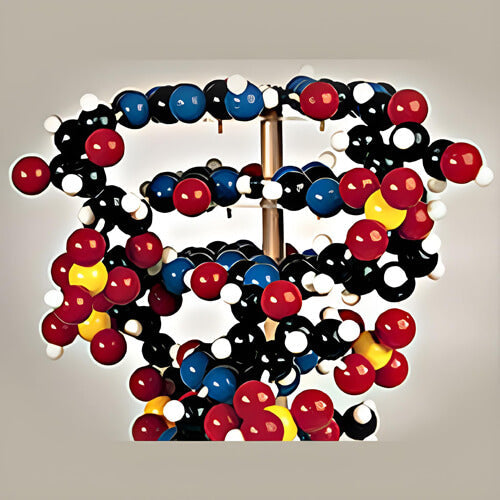 Cellular & Molecular Models