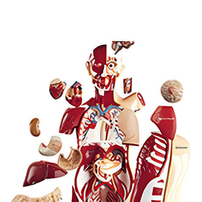 Torso and Full Bodies