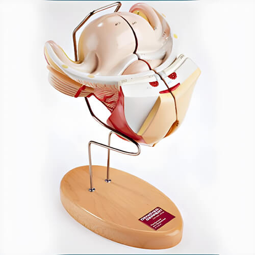 Reproductive System