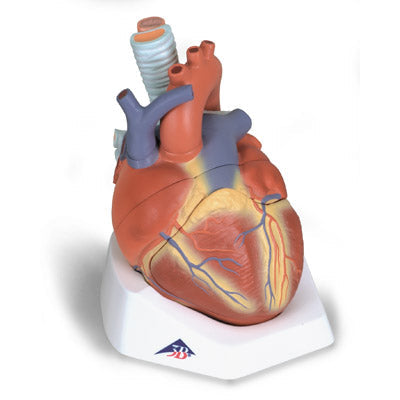 3B Scientific Heart & Circulatory System Models