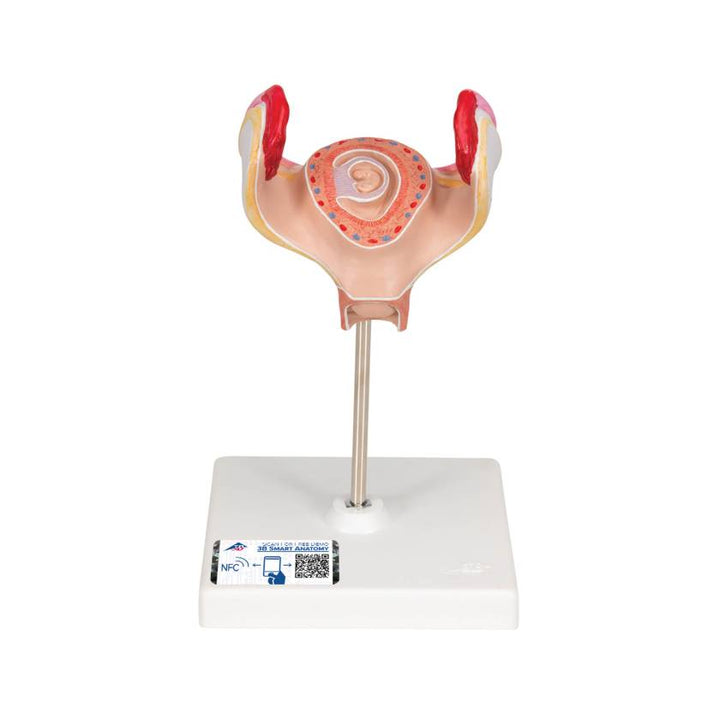 3B 1st Month Embryo Model 3B227