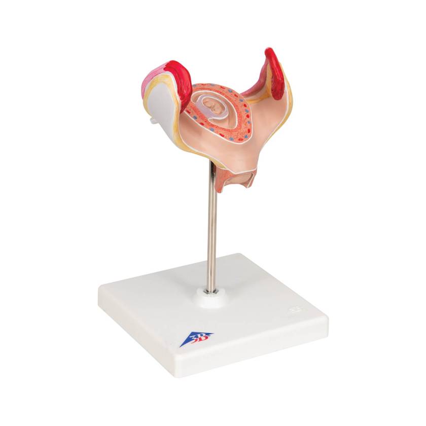 3B 1st Month Embryo Model 3B227
