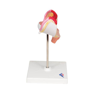 3B 1st Month Embryo Model 3B227