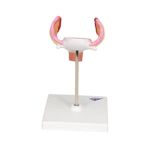 3B 1st Month Embryo Model 3B227