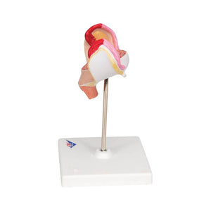3B 1st Month Embryo Model 3B227