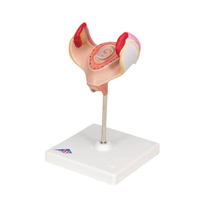 3B 1st Month Embryo Model 3B227