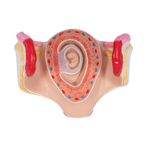 3B 1st Month Embryo Model 3B227