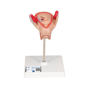 3B 2nd Month Embryo Model 3B228