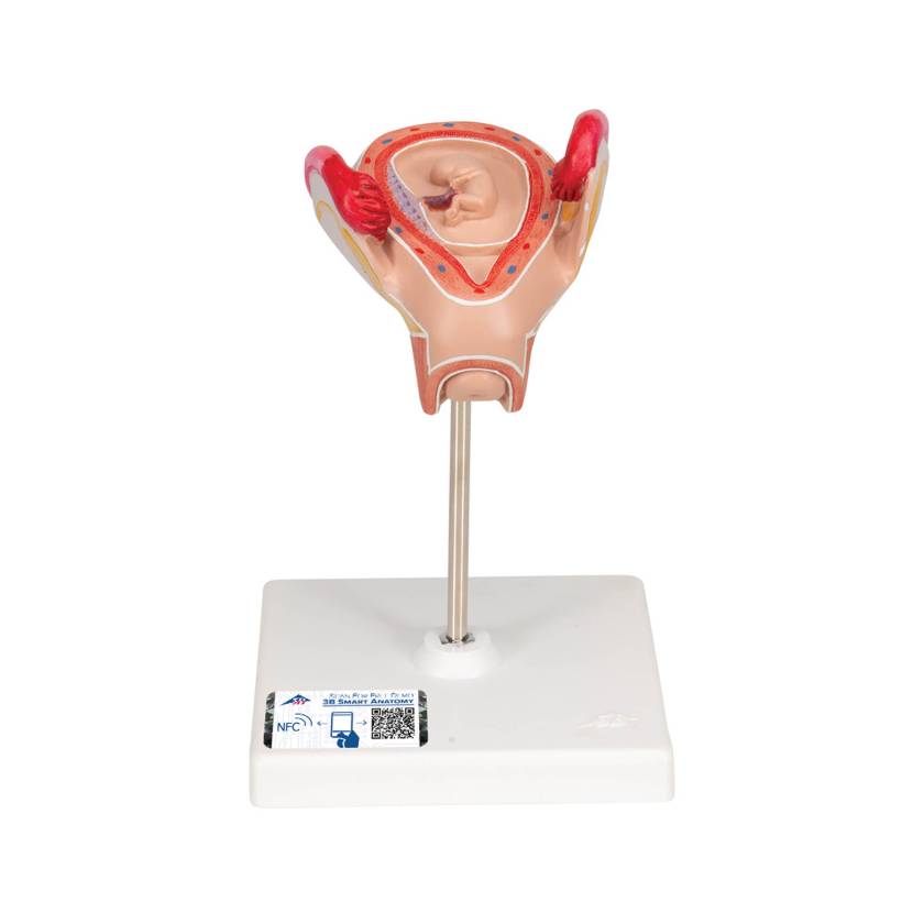 3B 2nd Month Embryo Model 3B228