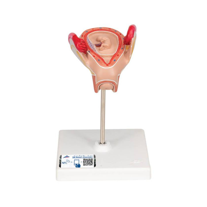 3B 2nd Month Embryo Model 3B228