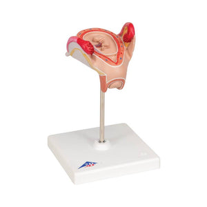 3B 2nd Month Embryo Model 3B228