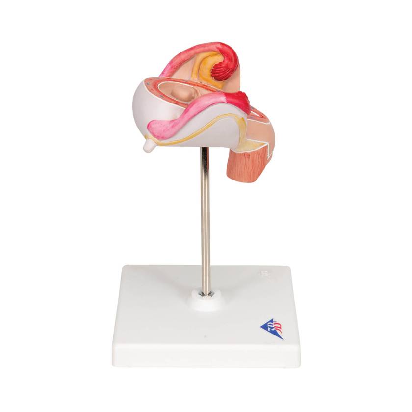 3B 2nd Month Embryo Model 3B228