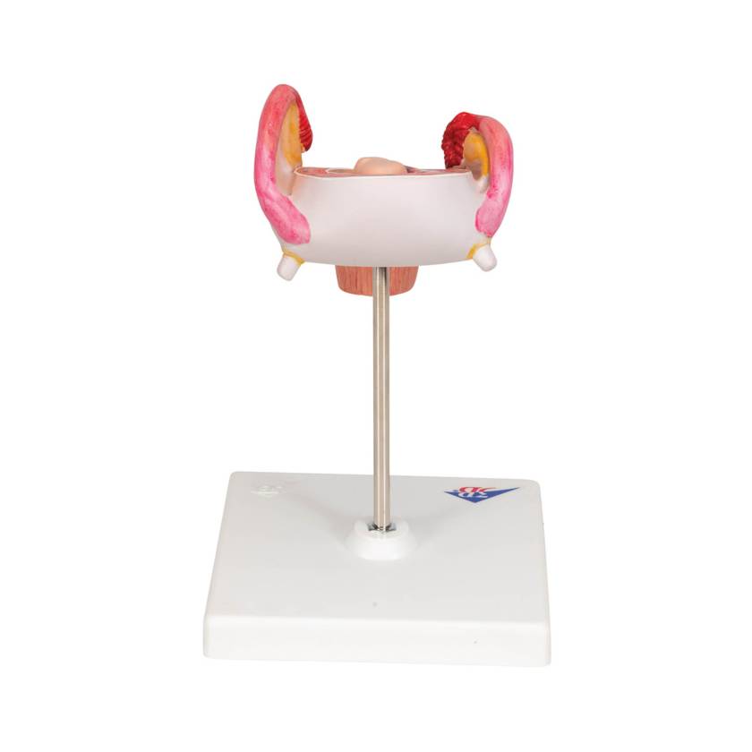 3B 2nd Month Embryo Model 3B228