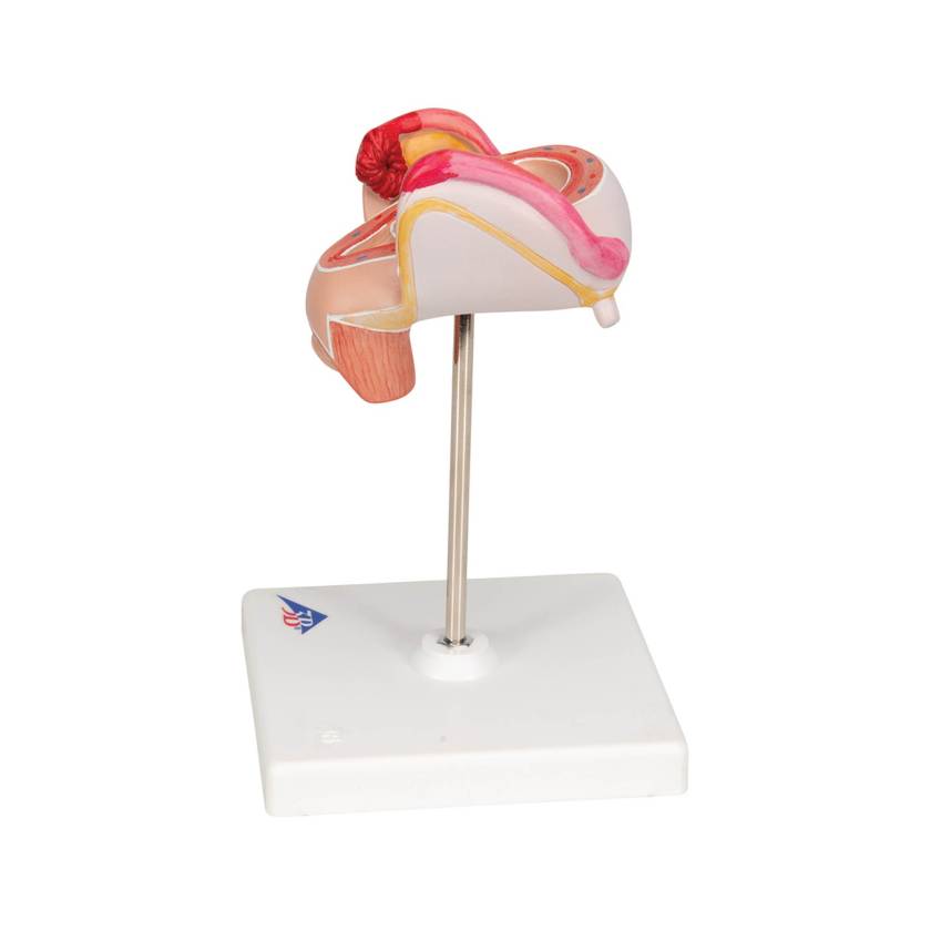 3B 2nd Month Embryo Model 3B228