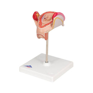 3B 2nd Month Embryo Model 3B228
