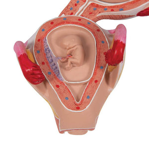 3B 2nd Month Embryo Model 3B228