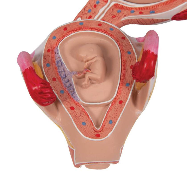 3B 2nd Month Embryo Model 3B228