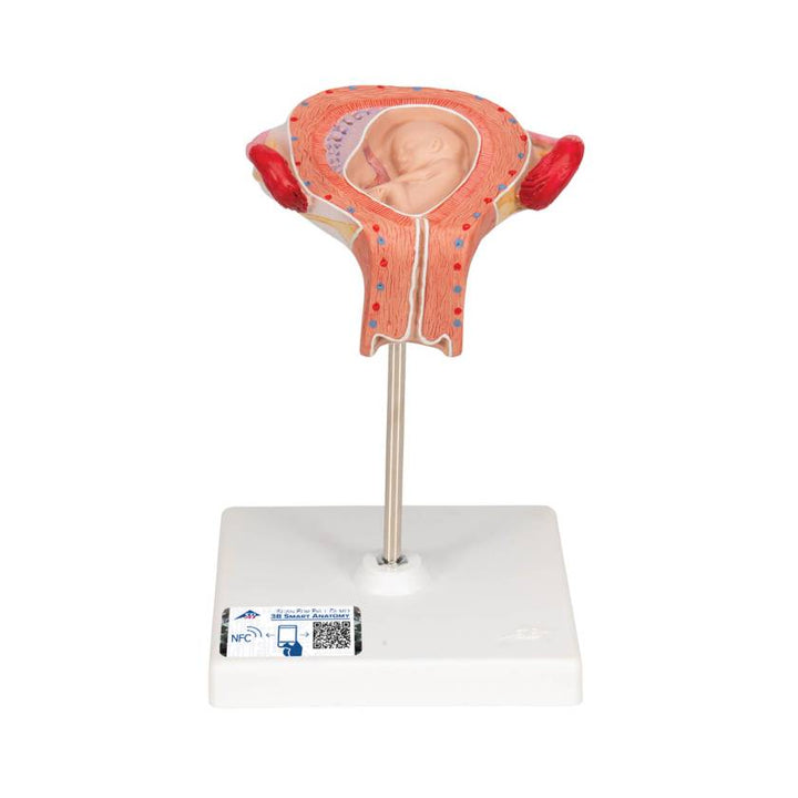3B 3rd Month Embryo Model 3B229
