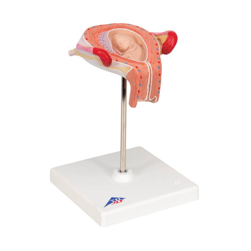 3B 3rd Month Embryo Model 3B229