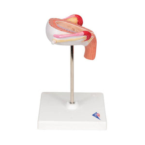 3B 3rd Month Embryo Model 3B229
