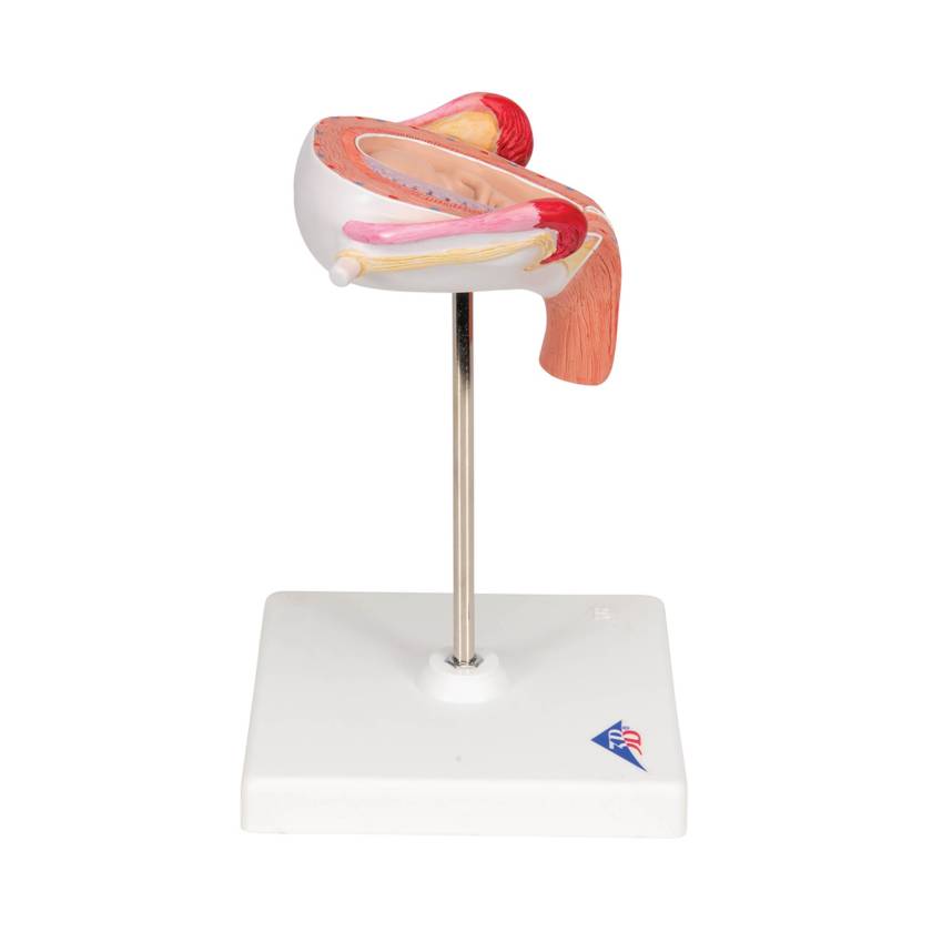 3B 3rd Month Embryo Model 3B229