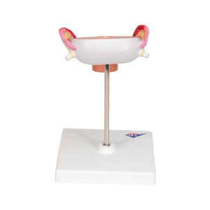 3B 3rd Month Embryo Model 3B229