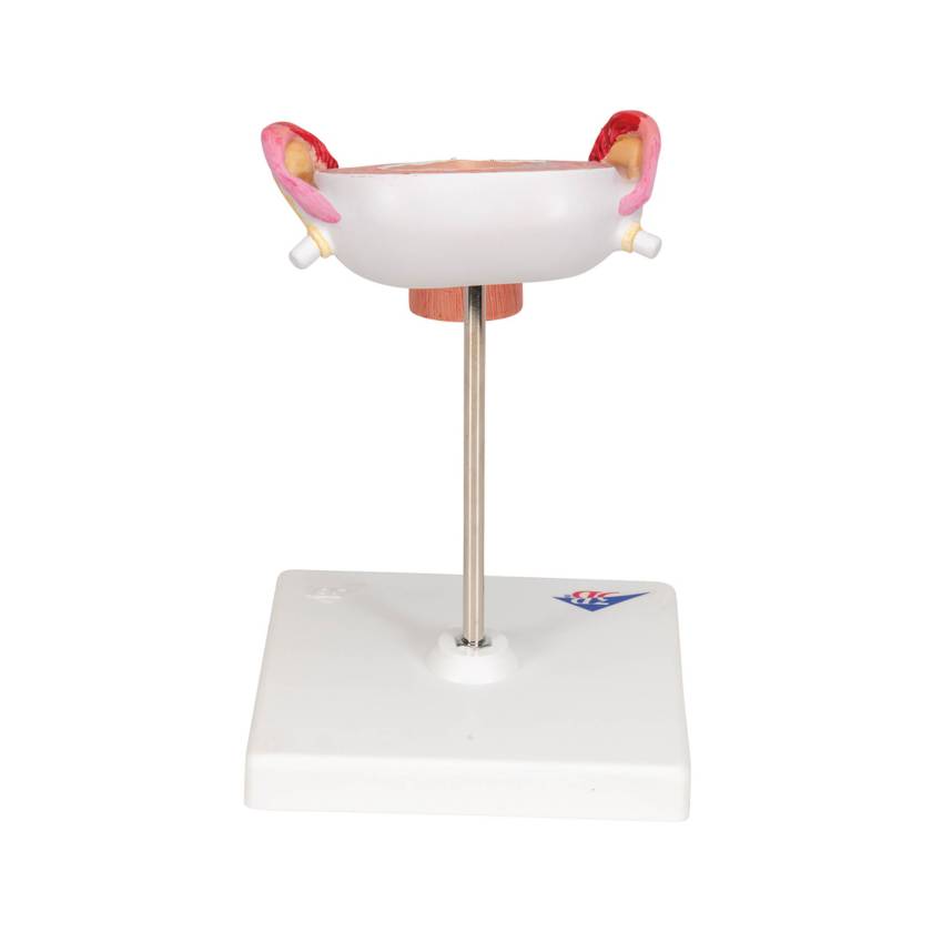 3B 3rd Month Embryo Model 3B229