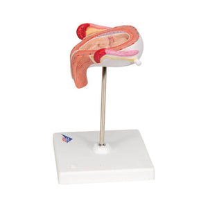 3B 3rd Month Embryo Model 3B229