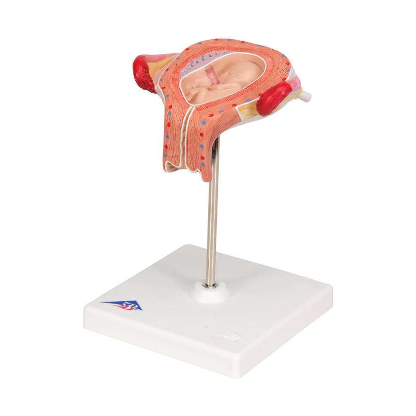 3B 3rd Month Embryo Model 3B229