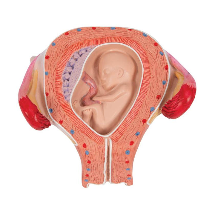 3B 3rd Month Embryo Model 3B229