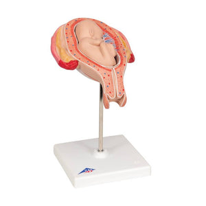 3B 5th Month Fetus Breech Position