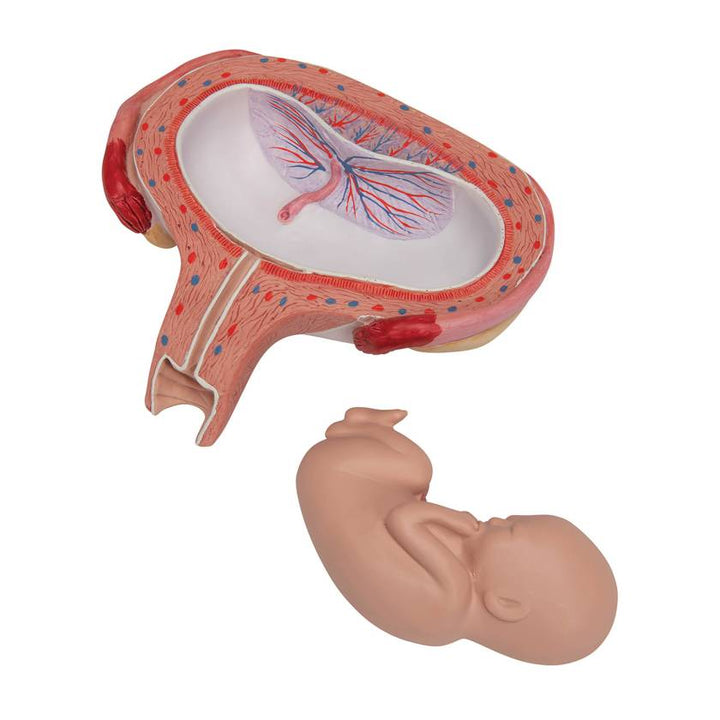 3B 5th Month Fetus Transverse Lie
