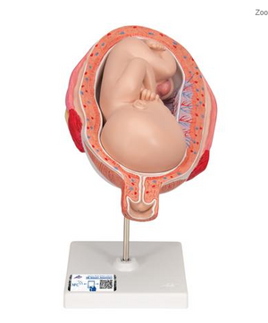 3B 7th Month Fetus normal position