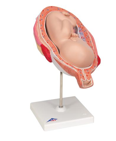 3B 7th Month Fetus normal position