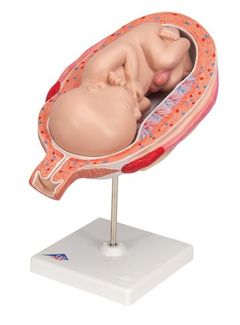 3B 7th Month Fetus normal position