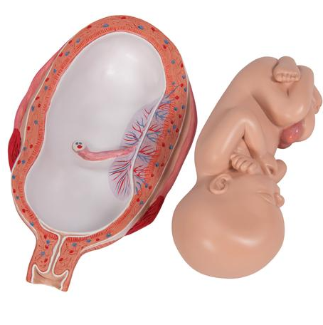 3B 7th Month Fetus normal position