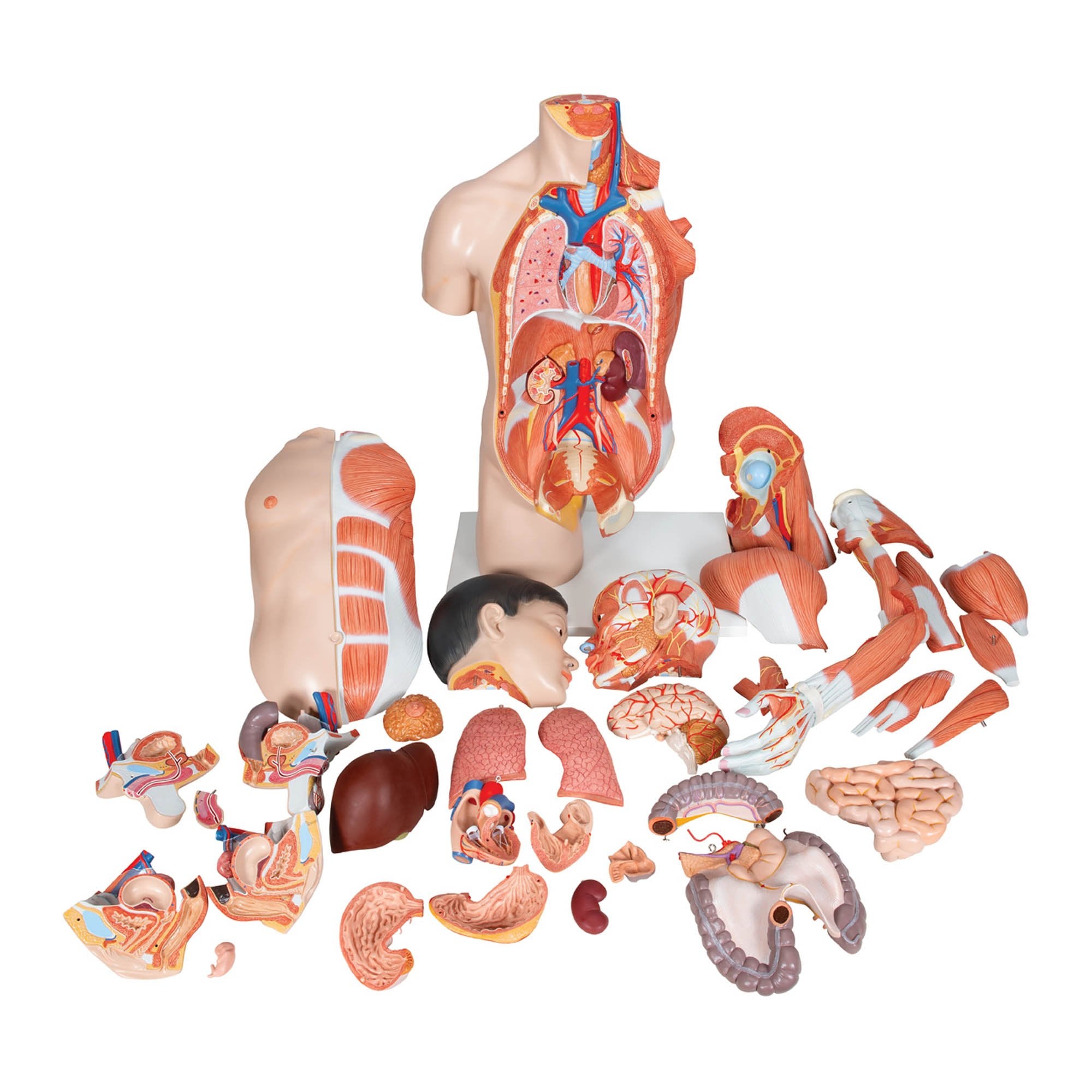 3B Asian Deluxe Dual-Sex Torso  w muscular arm 33-part