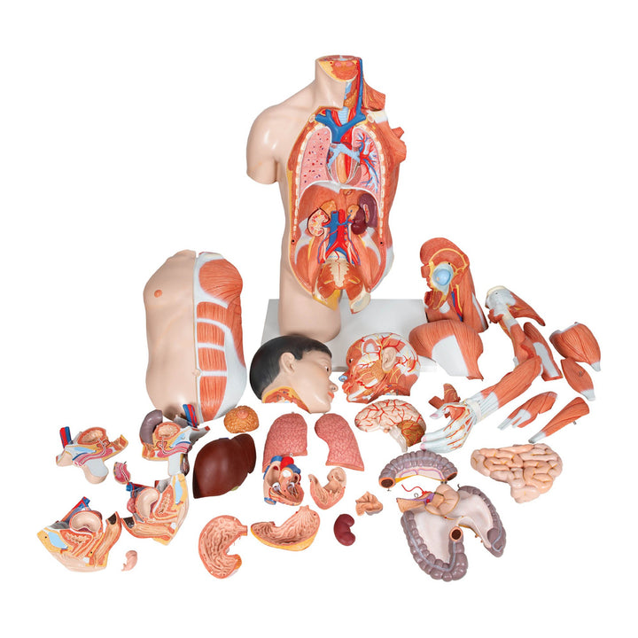3B Asian Deluxe Dual-Sex Torso  w muscular arm 33-part