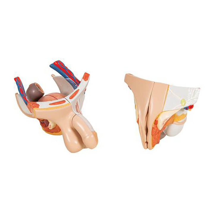 3B Asian Deluxe Dual-Sex Torso  w muscular arm 33-part